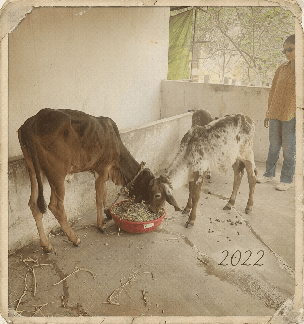 Gir cows on the farm in 2022